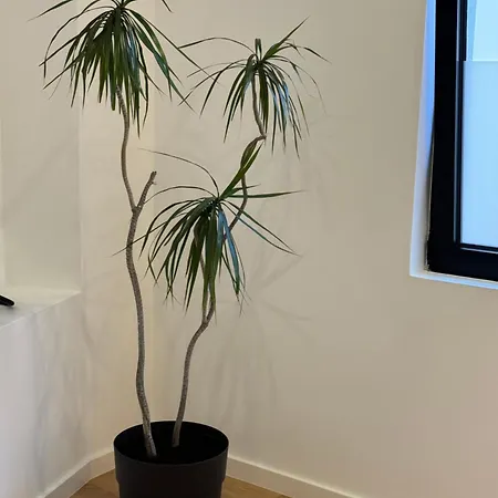 Living Pdl 2 Ponta Delgada